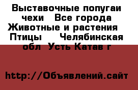 Выставочные попугаи чехи - Все города Животные и растения » Птицы   . Челябинская обл.,Усть-Катав г.